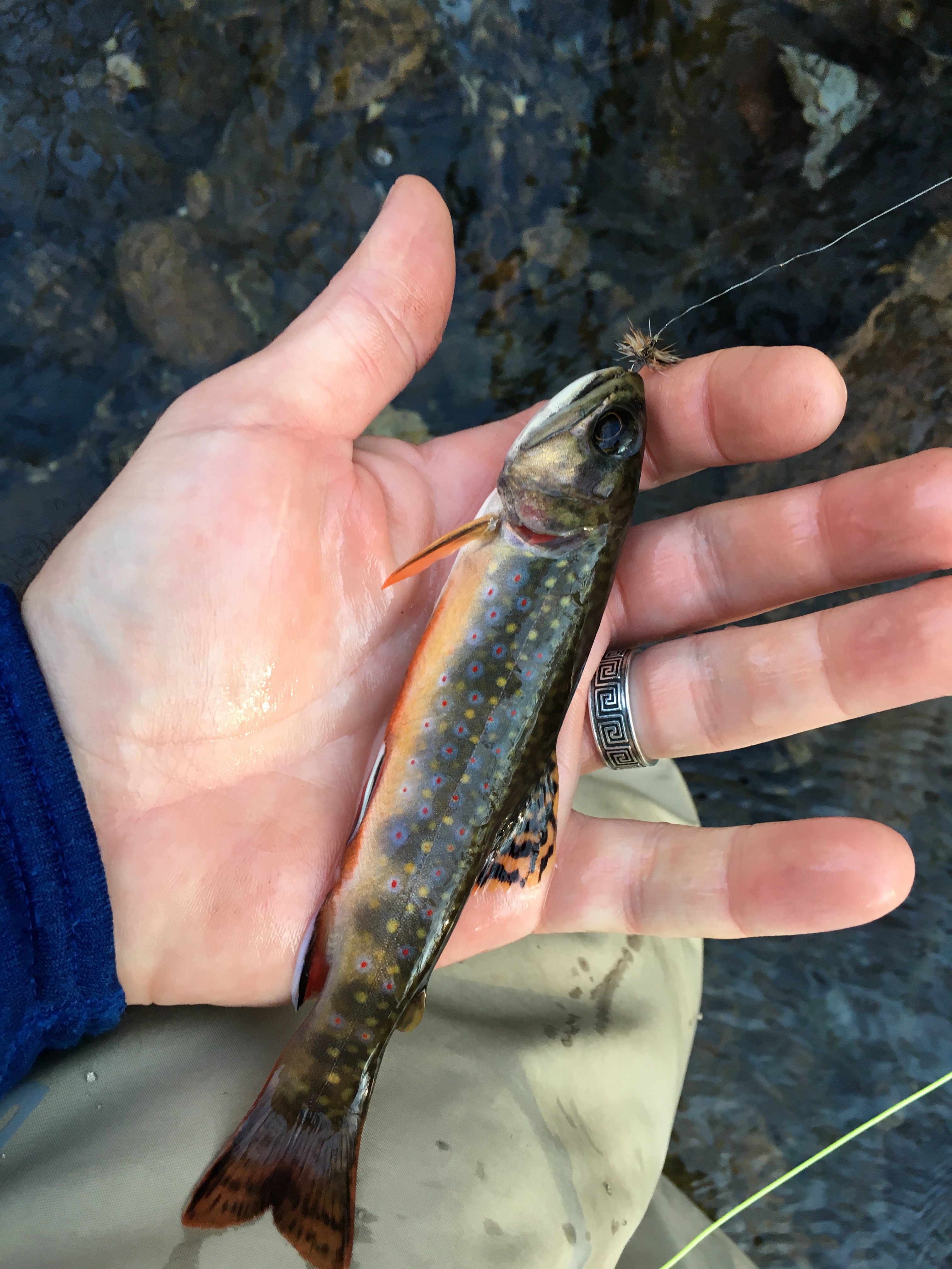 Stony Creek Reservoir Fishing Guide