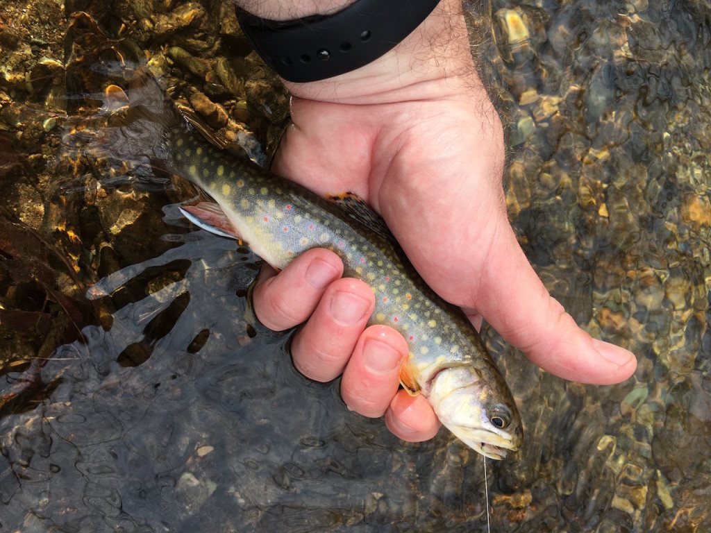 Cedar Creek Trout Fishing – Brook Trout Fishing Guide