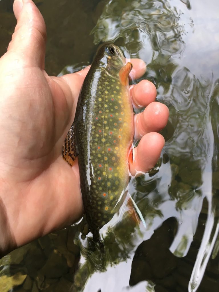 brook-trout-fishing-report-cedar-run-shenandoah-national-park-brook