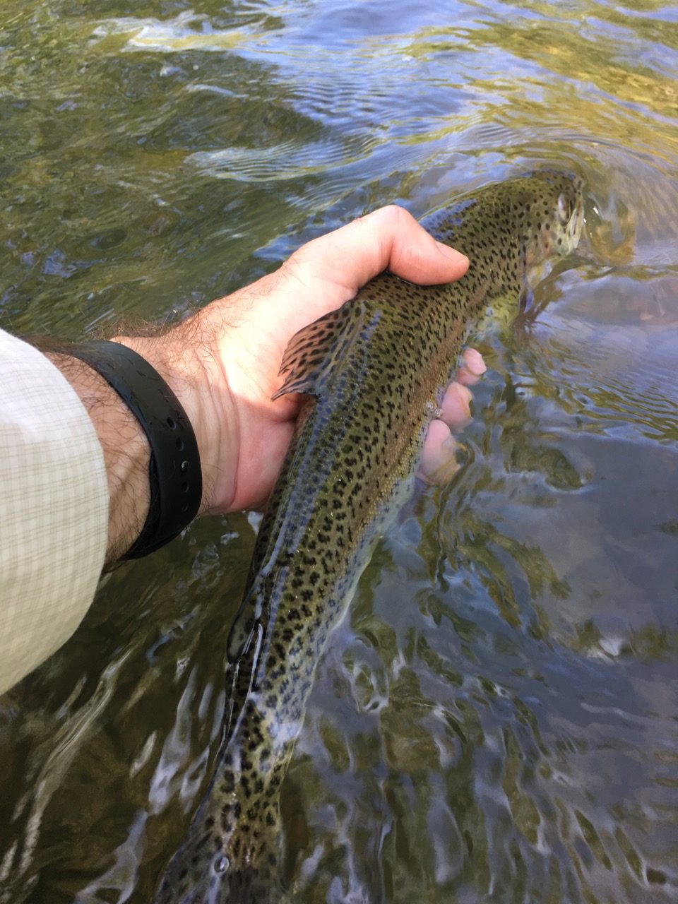 Virginia Trout Fishing: The Rapidan River (CatchGuide Series)