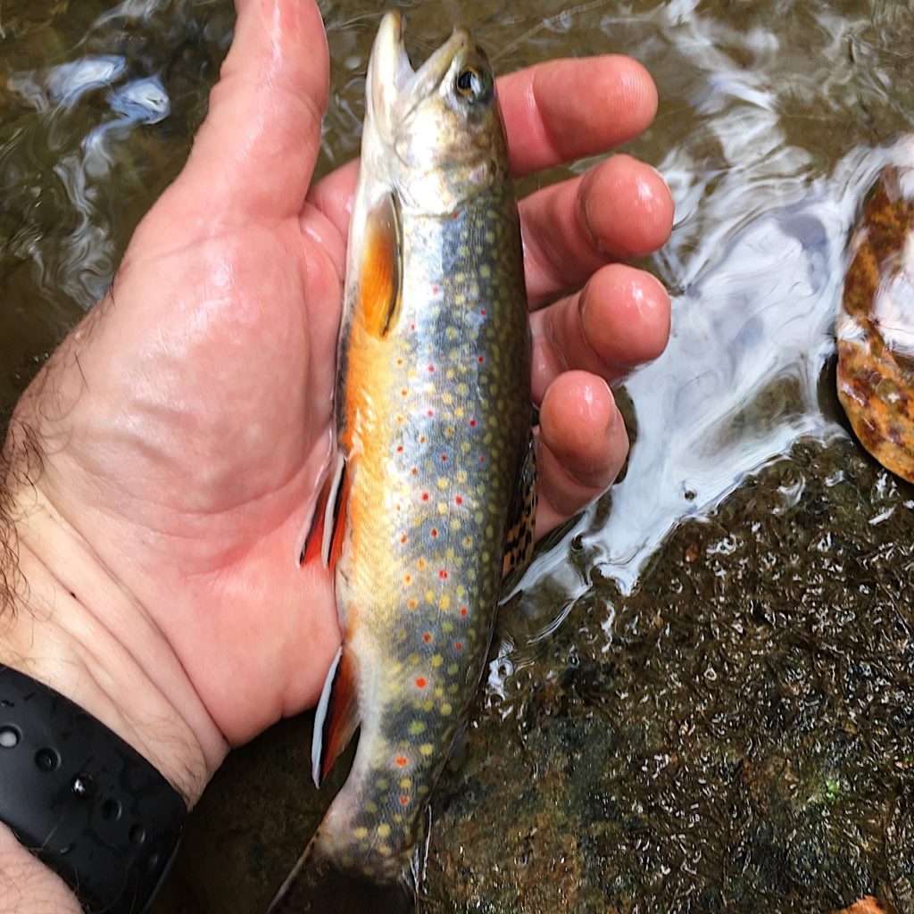 Fall Fishing in Shenandoah National Park – Brook Trout Fishing Guide