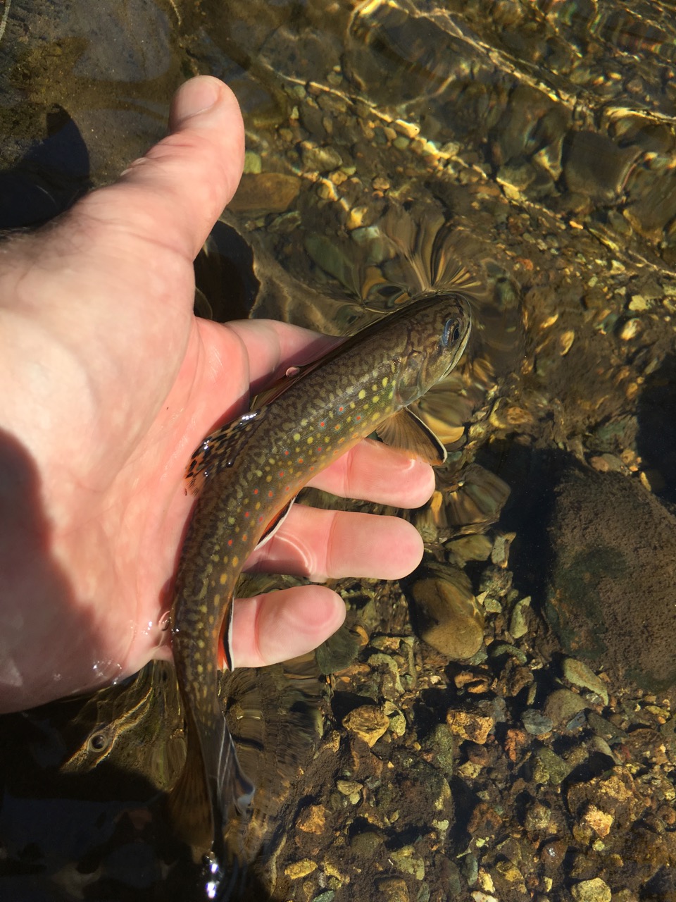 Before the Cold Snap – Brook Trout Fishing Guide
